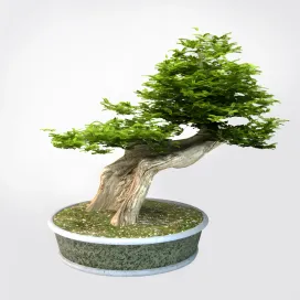 Bonsai Trees VP